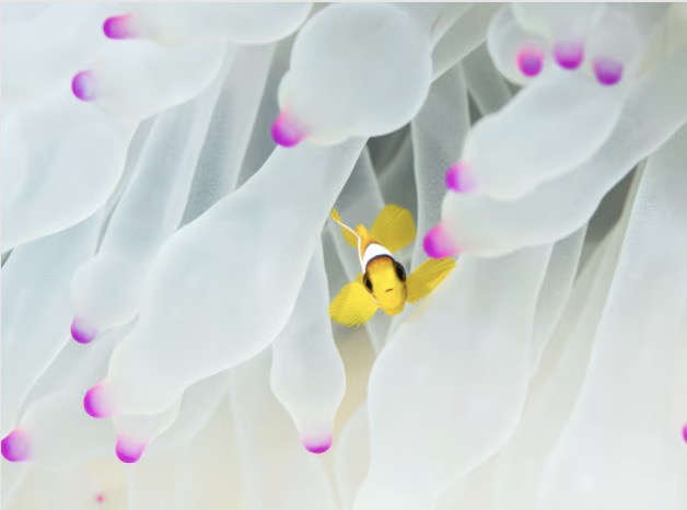 Young clown fish swimming in underwater plant