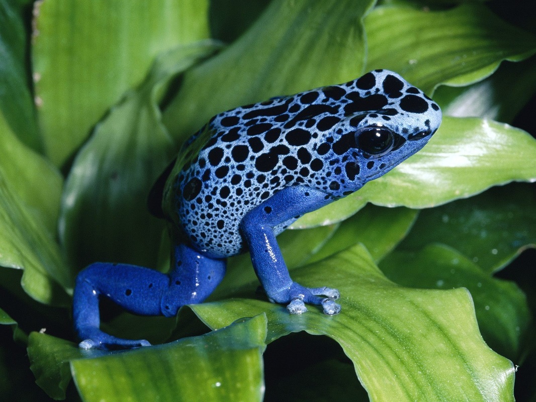Blue Poisonous frog sitting on plant