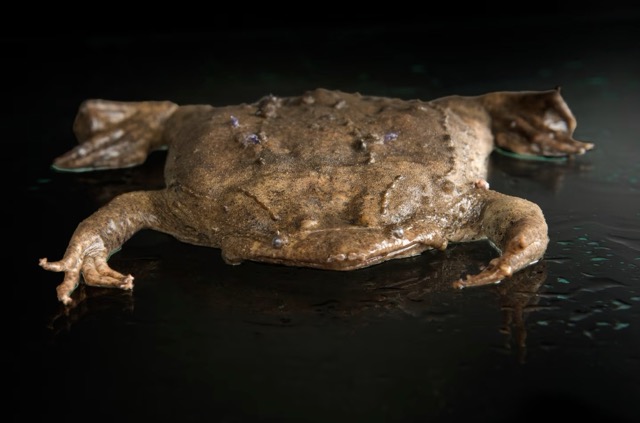 Surinam Toad laying on black floor