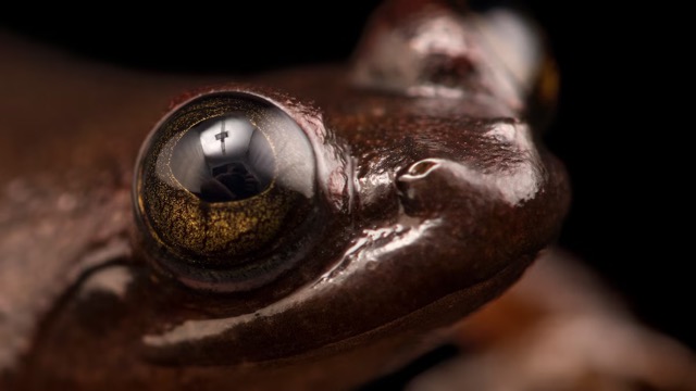 Close up of the eye of a brown Togo slippery frog